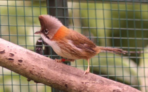 Man Yuhina flavicollis