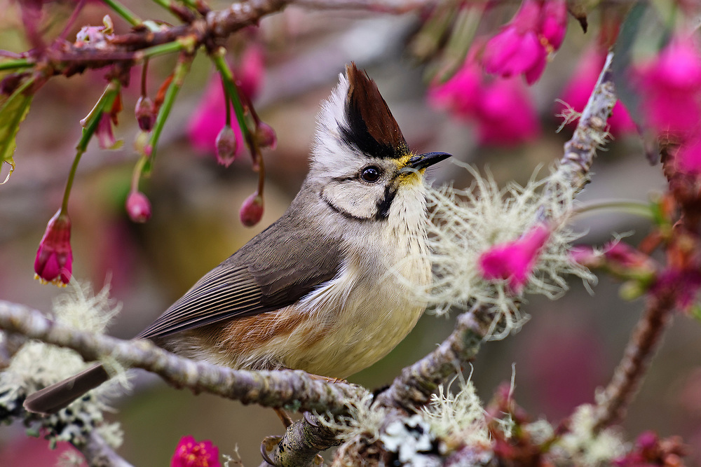 Close-up Yuhina brunneiceps
