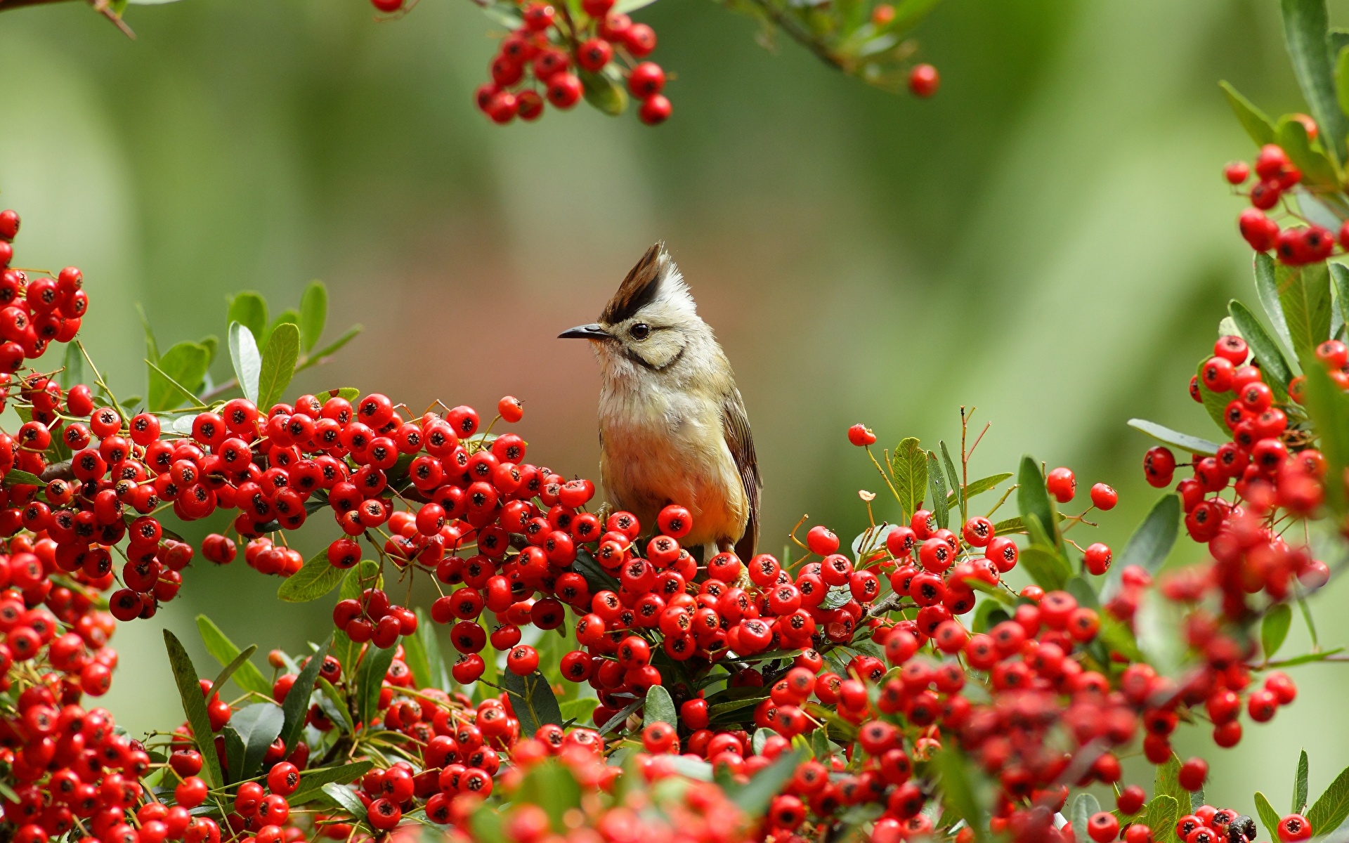 Yuhina in struikgewas