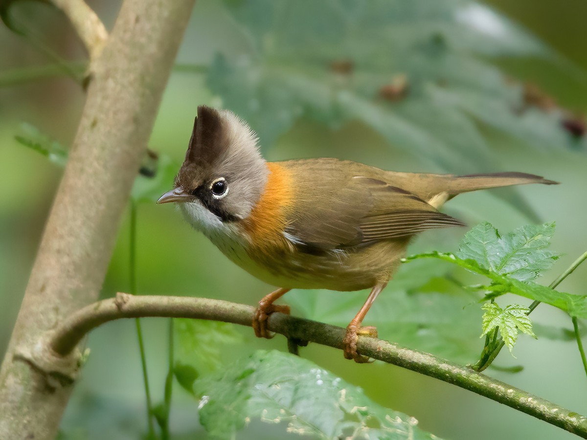 Yuhina flavicollis in het wild