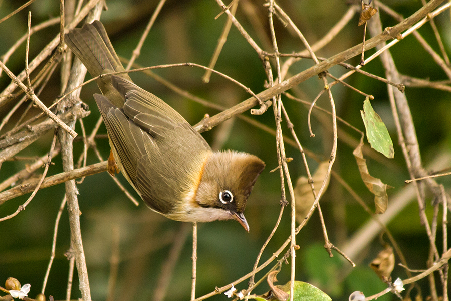 Yuhina in struikgewas