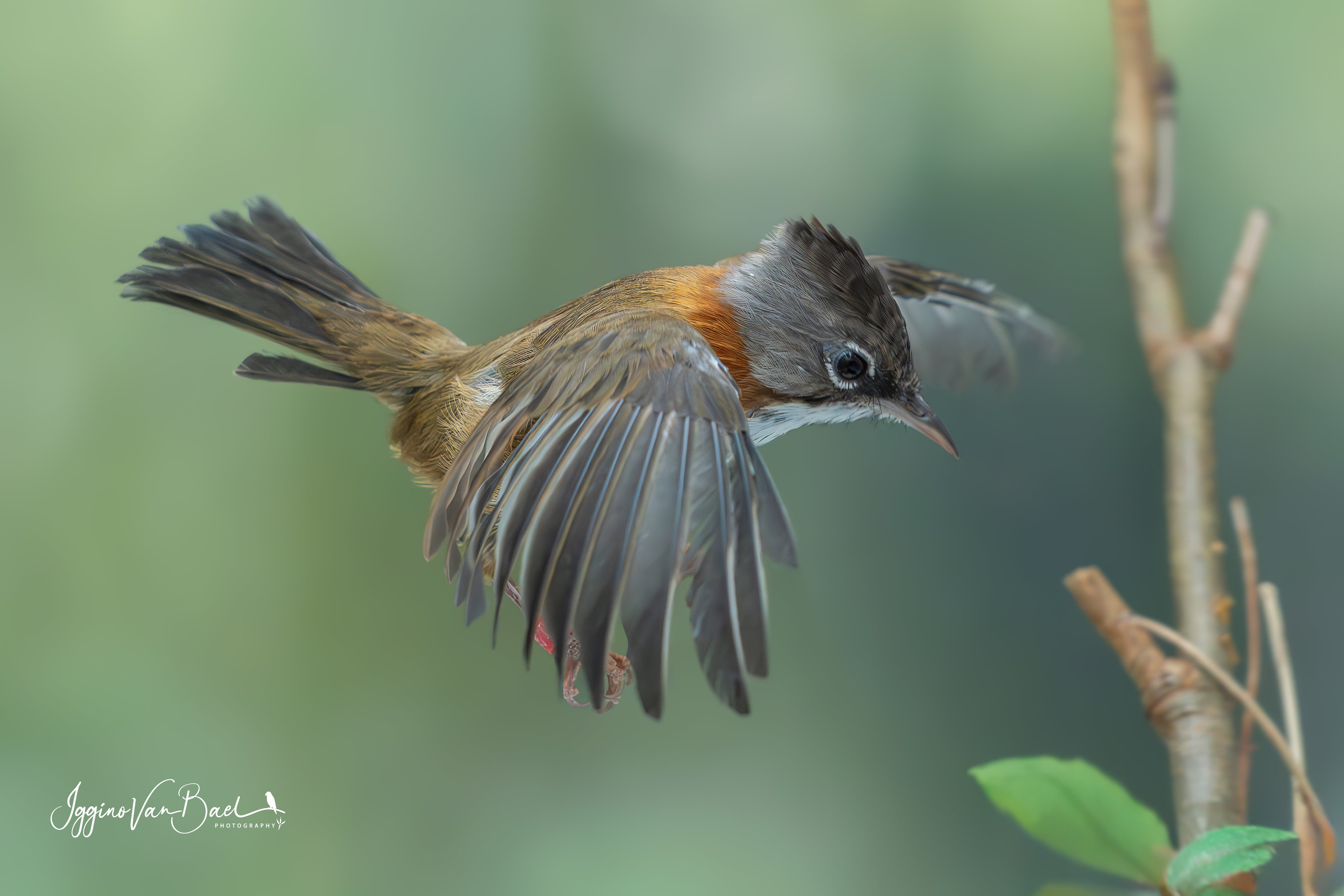 Vliegende Baardmeestimalia