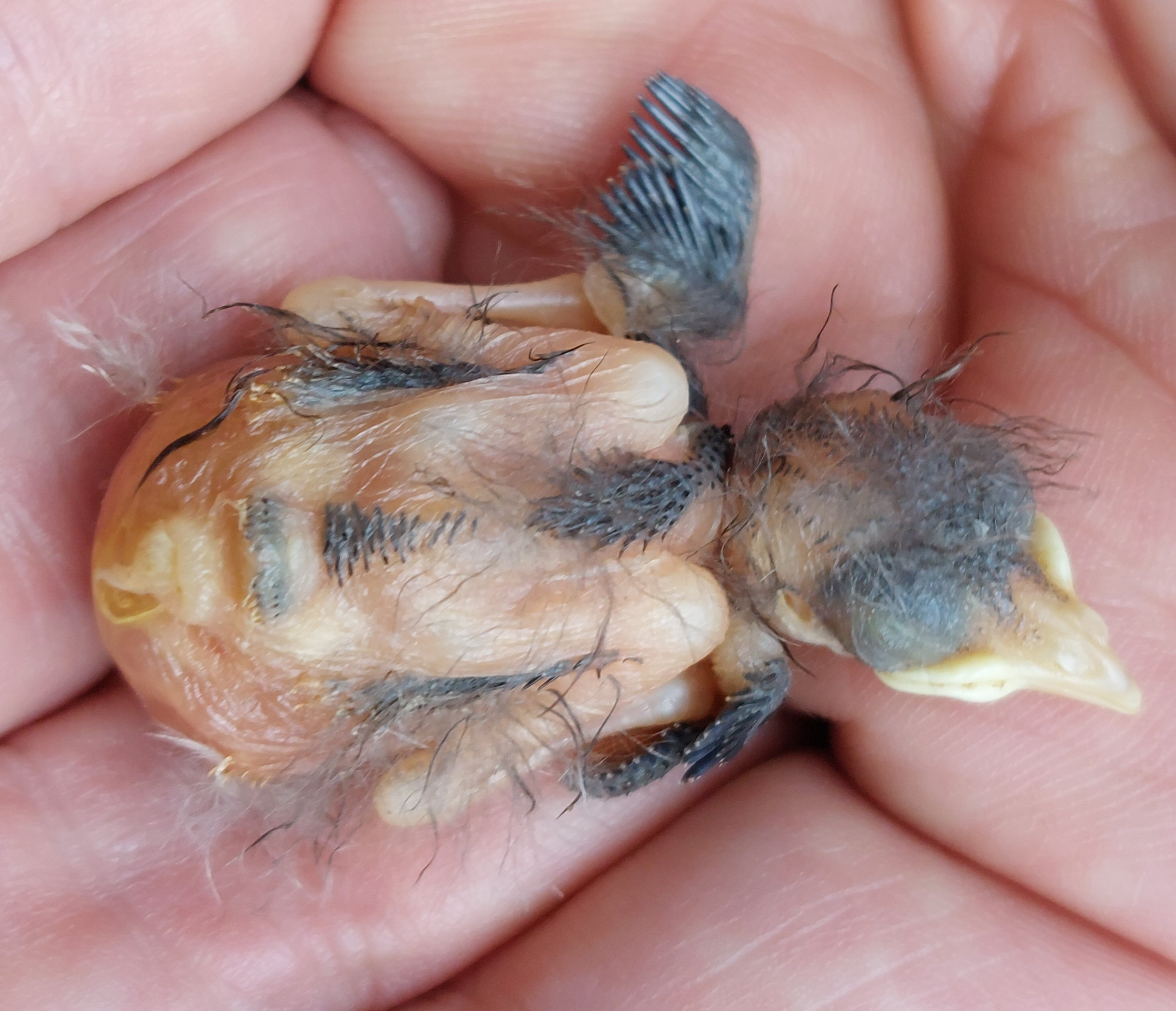 EK Yuhina flavicollis 4 dagen oud