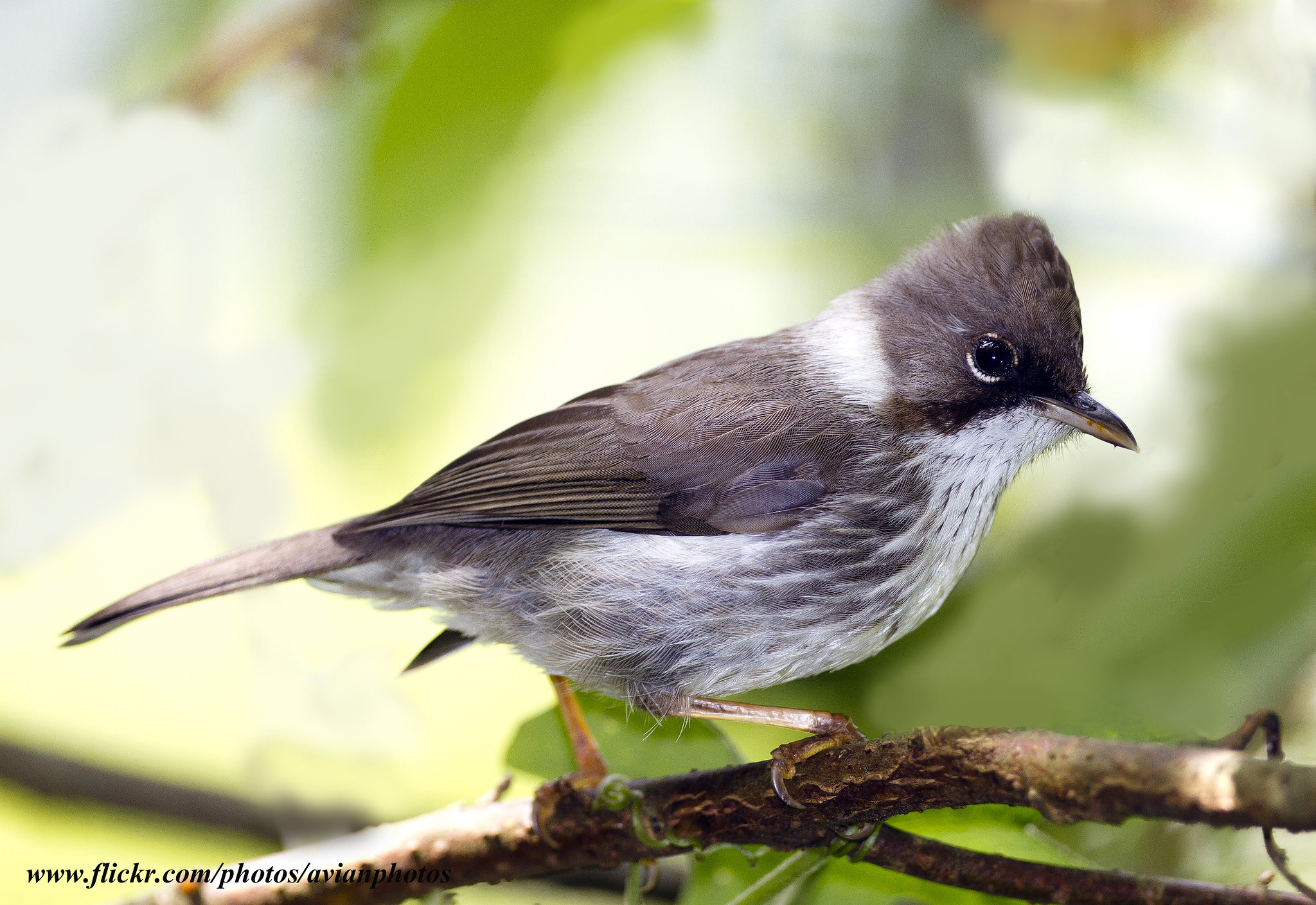 Close-up Yuhina brunneiceps