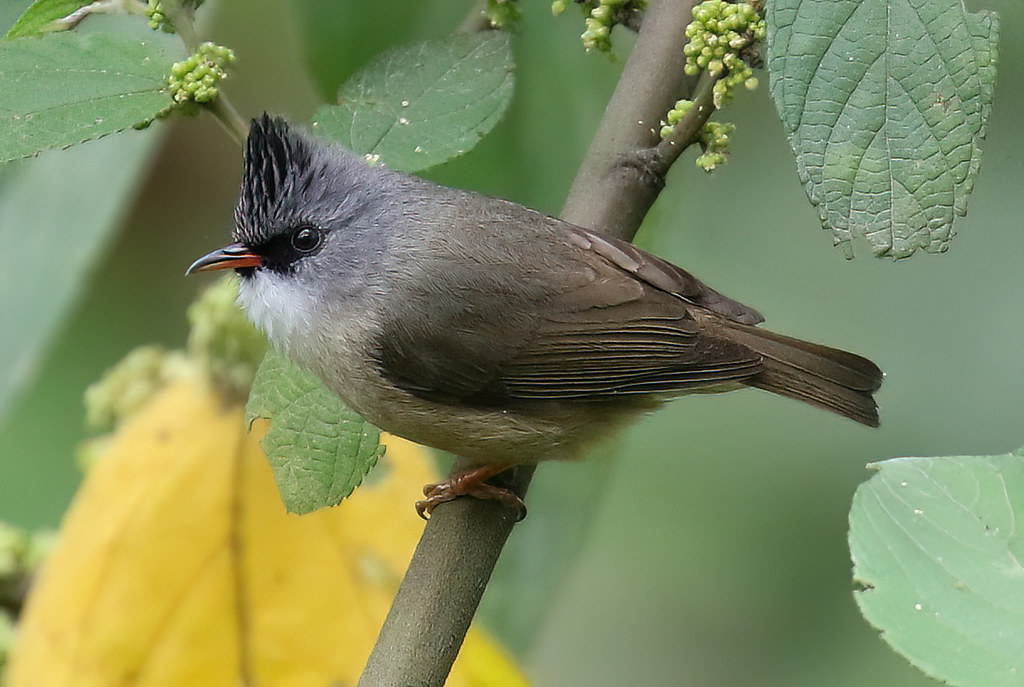 Striated Yuhina nestgedrag