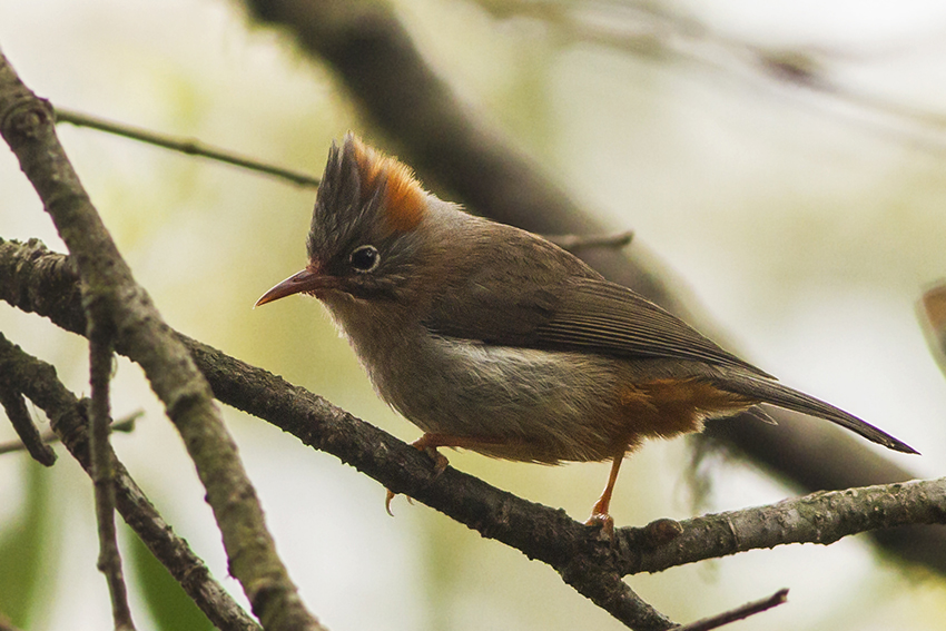 Yuhina occipitalis habitat