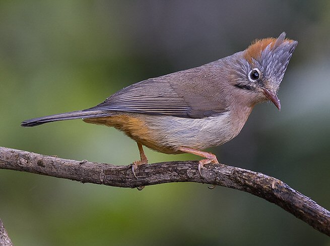 Yuhina occipitalis obscurior