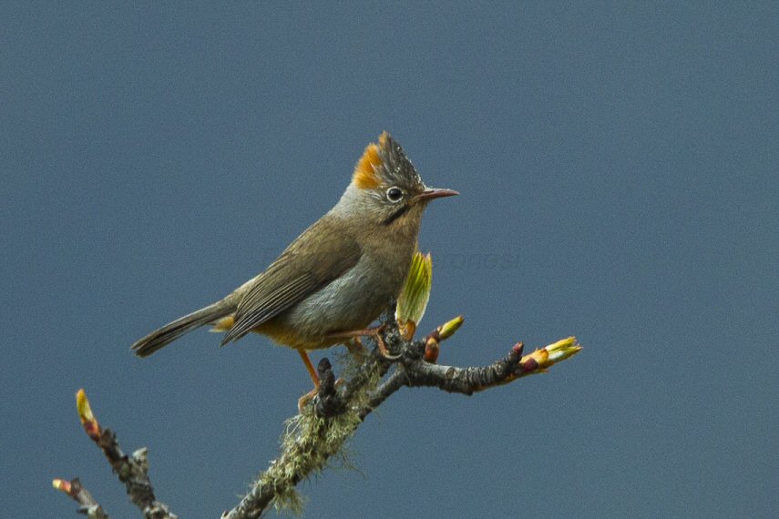 Rufous vented Yuhina close-up