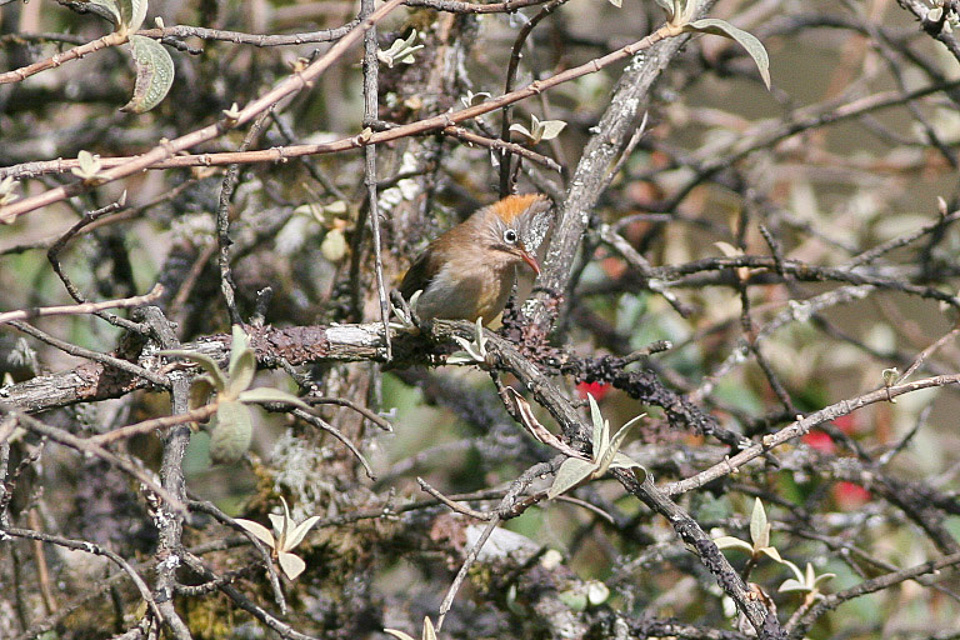 Striated Yuhina nestgedrag