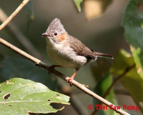 Striated Yuhina close-up