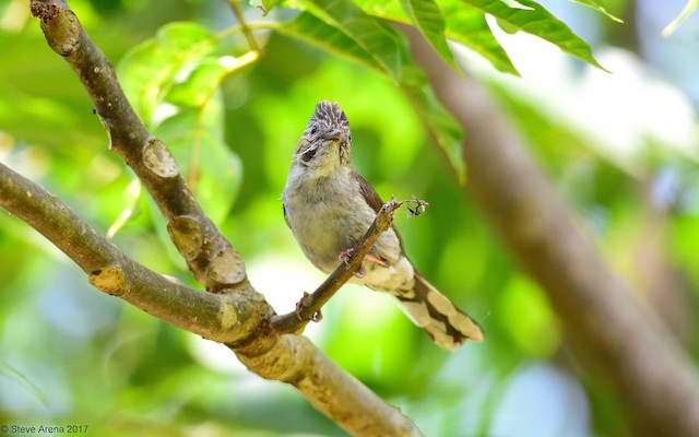 Striated Yuhina nestgedrag