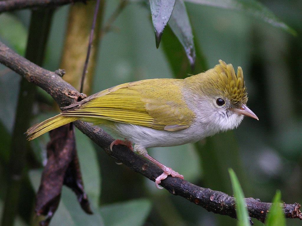 Epornis zantholeuca sp.